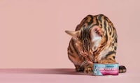 Vegan-Friendly Cat Foods Image 2