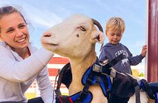 Anxiety-Alleviating Animal Experiences