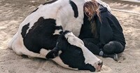 Anxiety-Alleviating Animal Experiences Image 3