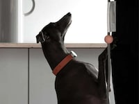 AI Canine Health Collars Image 6