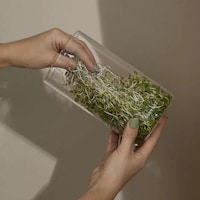 Easy Jar Sprouting Systems Image 6