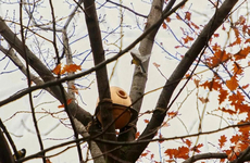 Interactive Observation Wooden Birdhouses