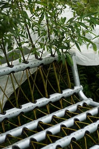 Tree-Intertwined Metal Benches Image 1
