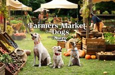 Dog-Friendly Farmers Markets