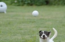 Obstacle Avoidance Pet Toys