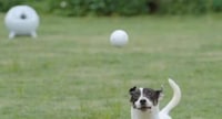 Obstacle Avoidance Pet Toys Image 1