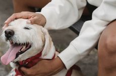 Insightful Canine Behavior Workshops