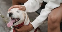 Insightful Canine Behavior Workshops Image 1