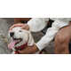 Insightful Canine Behavior Workshops Image 1