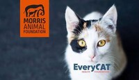 Feline Disease-Focused Partnerships Image 1
