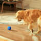 Shelled Smart Dog Toys Image 1