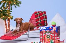 Dog-Friendly Advent Calendars