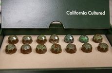 Cell-Based Chocolates