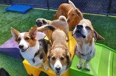 Puppy Enrichment Events