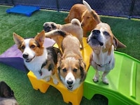 Puppy Enrichment Events Image 1