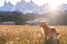 Virtual Dog Leashes