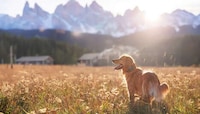 Virtual Dog Leashes Image 1
