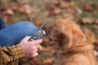 Virtual Dog Leashes Image 2