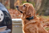 Virtual Dog Leashes Image 3