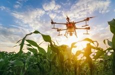 Drone-Enabled Parsnip Cultivation