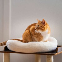 Therapeutic Cat Beds