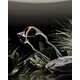 Biomimicry-Inspired Eyewear Collections Image 2