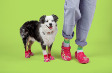 Pet-Sized Clogs