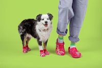Pet-Sized Clogs Image 1