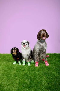 Pet-Sized Clogs Image 3
