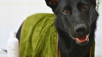 Green Pet Refresh Capsules Image 1