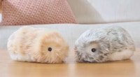 Furry AI-Powered Companions