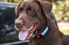 AI-Powered Pet Collars