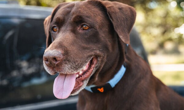 AI-Powered Pet Collars