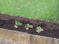 Zero-Waste Seedling Pots Image 3