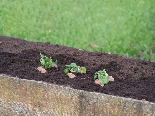 Zero-Waste Seedling Bags Image 2