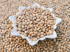 Cowpea-Based Milks Article Thubnail