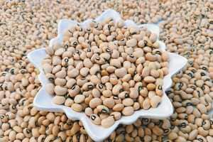 Cowpea-Based Milks Article Thubnail