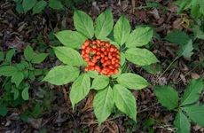 Highly Water-Soluble Ginseng Ingredients