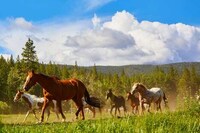 Northern Californian Ranches Image 2