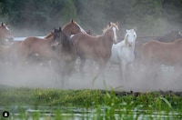 Northern Californian Ranches Image 4