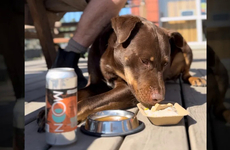 Pet-Friendly Victoria Breweries