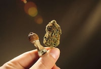 Wellness Mushroom-Infused Gummies Image 1