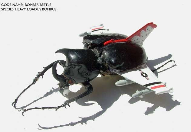 Cyborg Insects