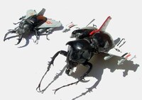 Cyborg Insects Image 2