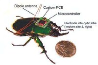 Cyborg Insects Image 3