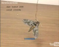 Cyborg Insects Image 5