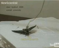 Cyborg Insects Image 6