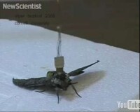 Cyborg Insects Image 7