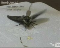 Cyborg Insects Image 8