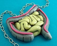 Anatomical Accessories Image 4